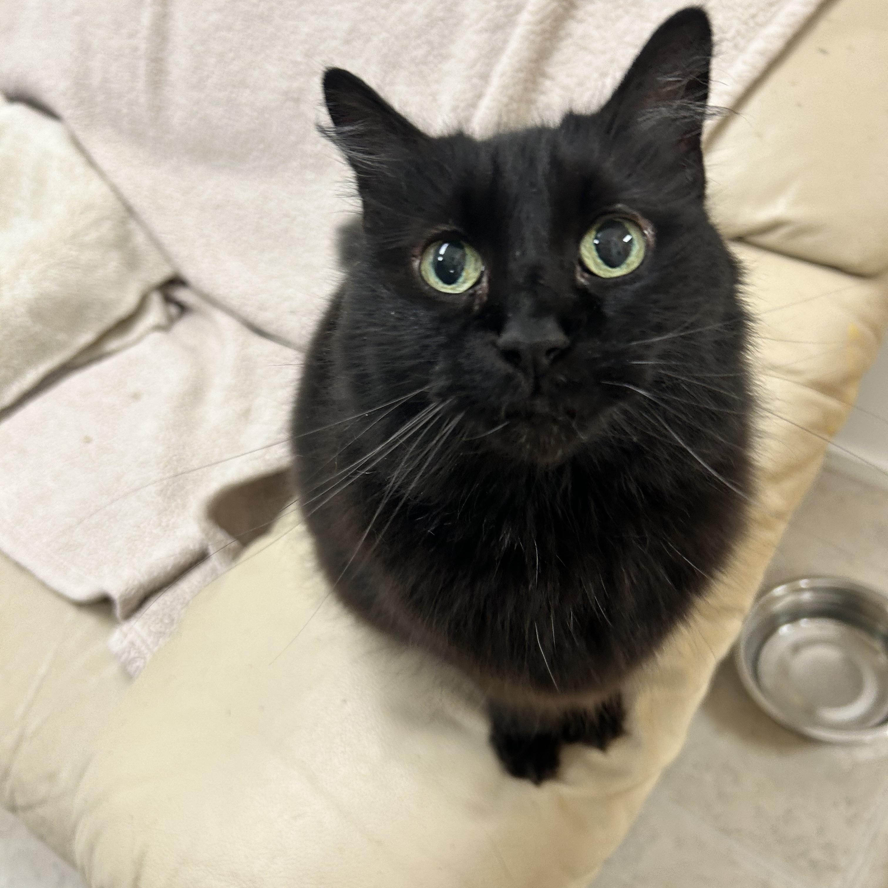 Jarvise, an adoptable Domestic Long Hair in Maple Ridge, BC, V2W 1A4 | Photo Image 4
