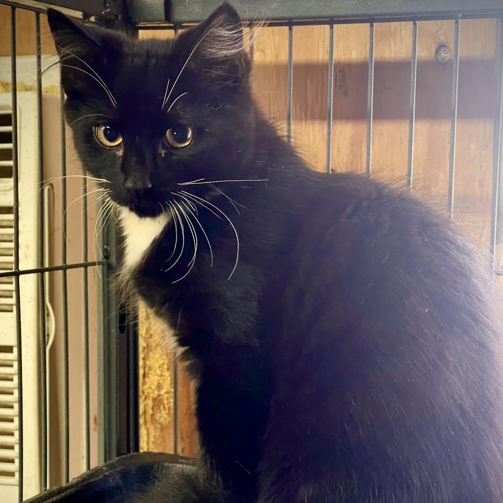 Cumulo, Adoptable, Kitten Male Domestic Long Hair.