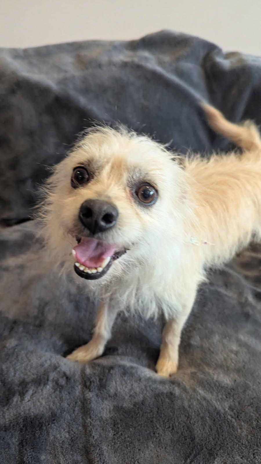 Enlarge Happy, a ADOPTABLE mixed breed in Sugar Grove, IL image 1/1