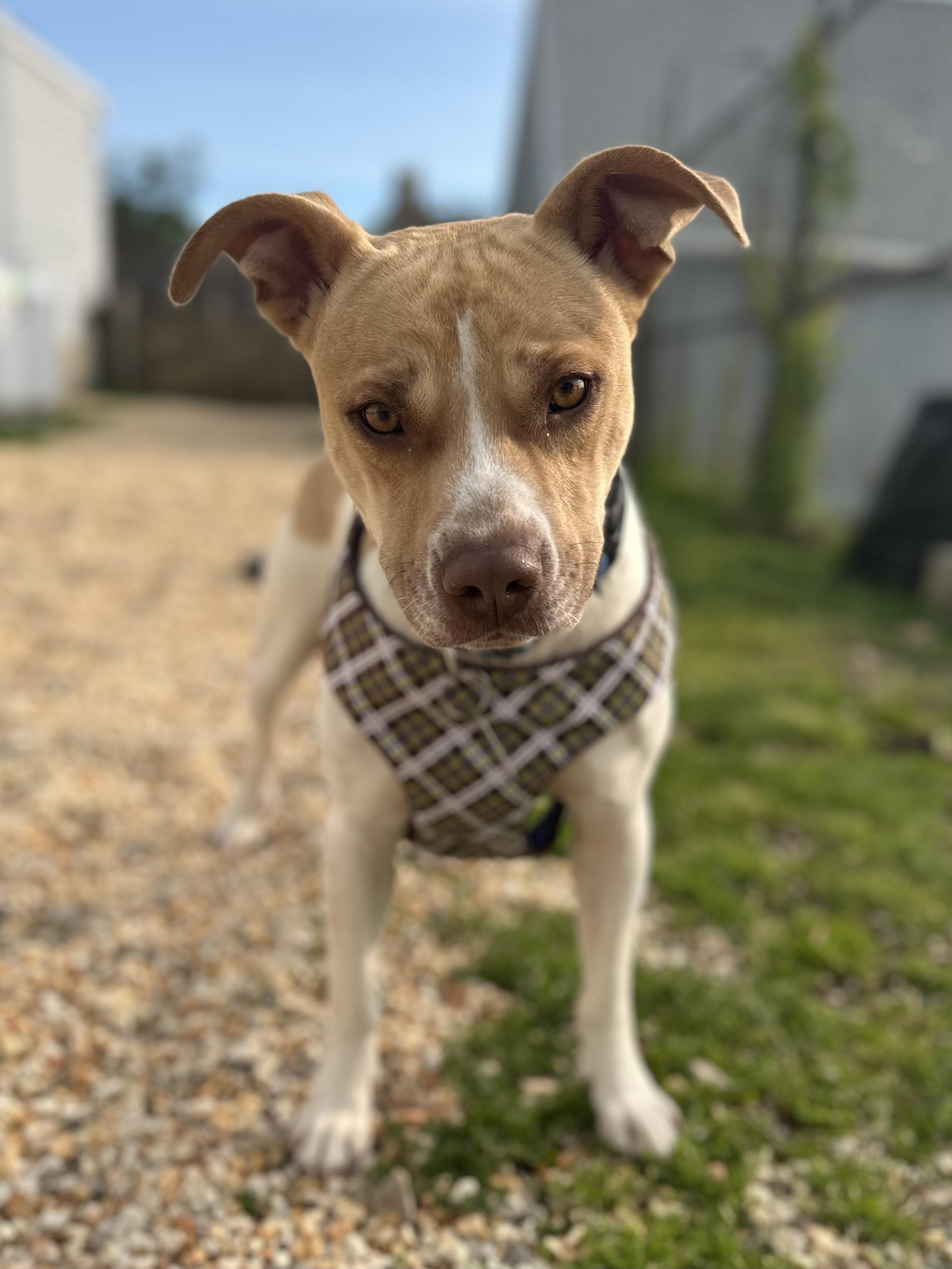 Romeo, Adult Male Hound