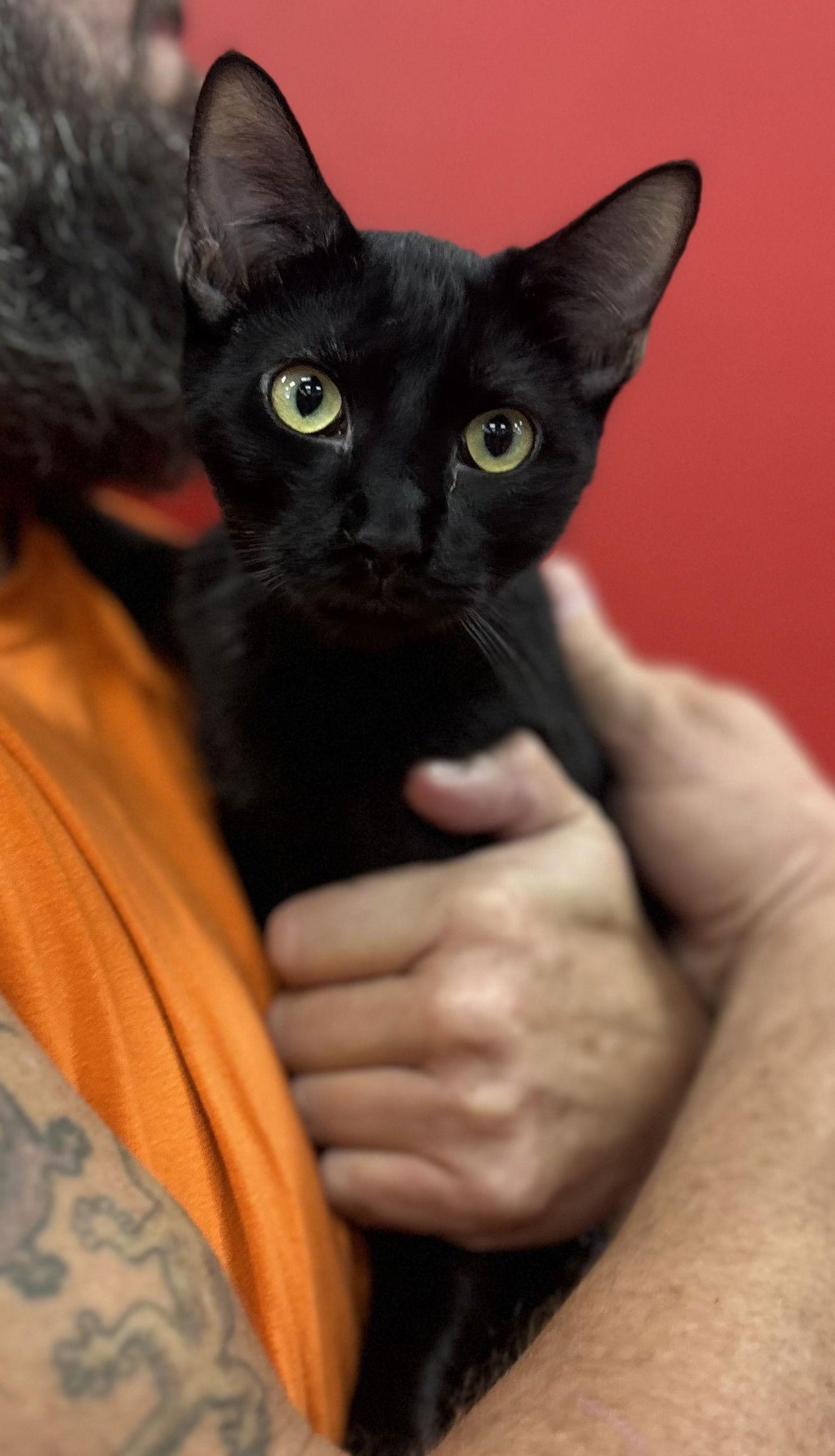 Woodchuck ( SC), Adoptable, Young Male Bombay.