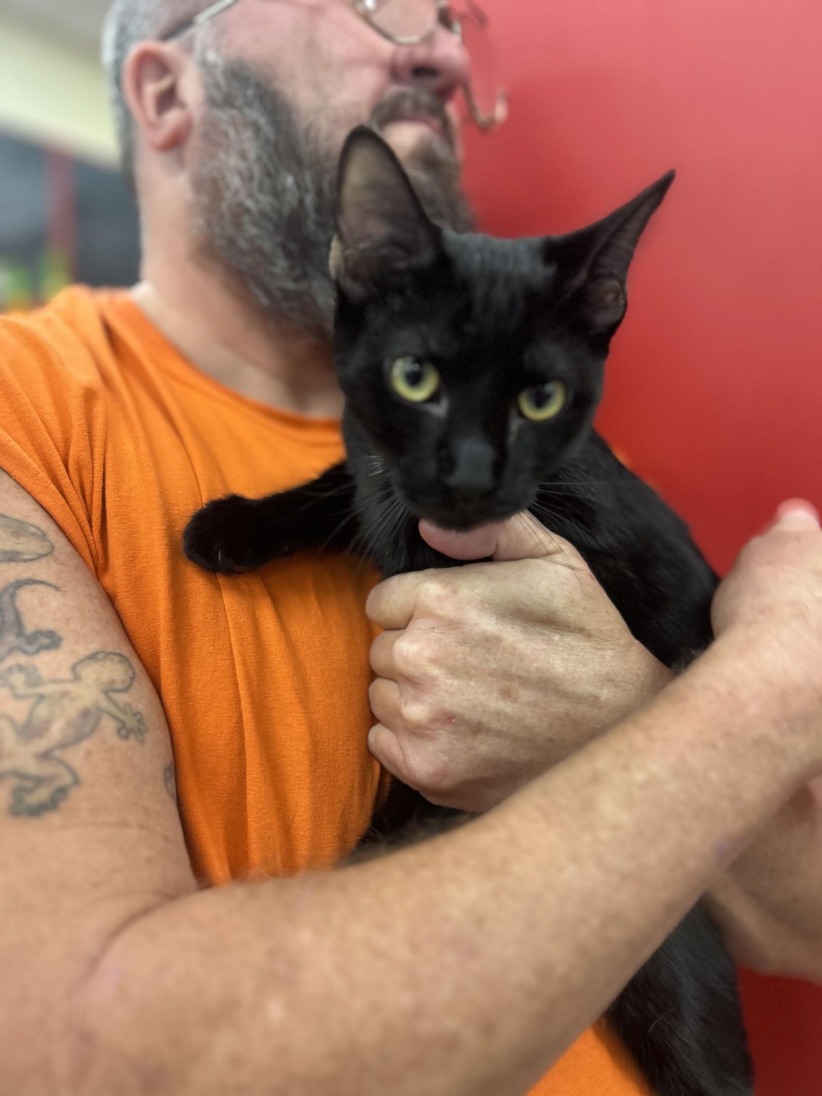 Woodchuck ( SC), a Adoptable Bombay in Vallejo, CA image 2/3