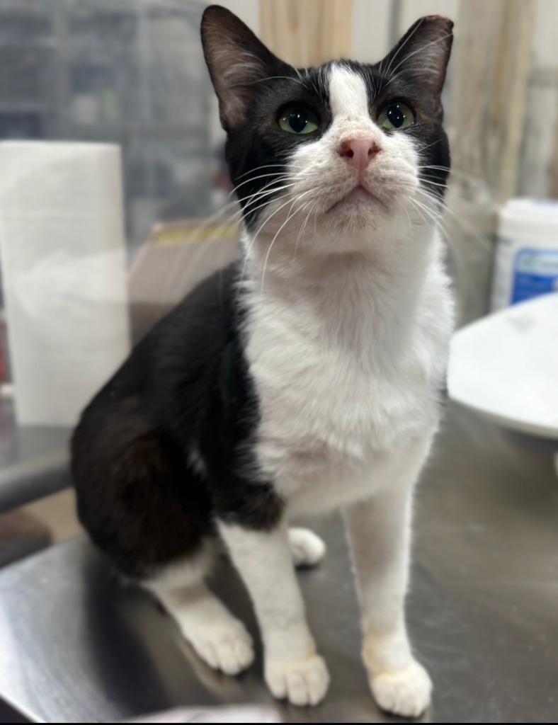 Enlarge Captain America, a Adoptable mixed breed in Corpus Christi, TX image 3/3