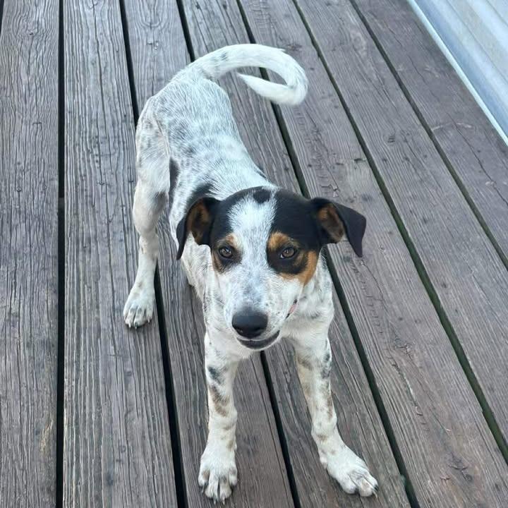 Enlarge Boss P45904, a Adoptable mixed breed in Corsicana, TX image 1/1