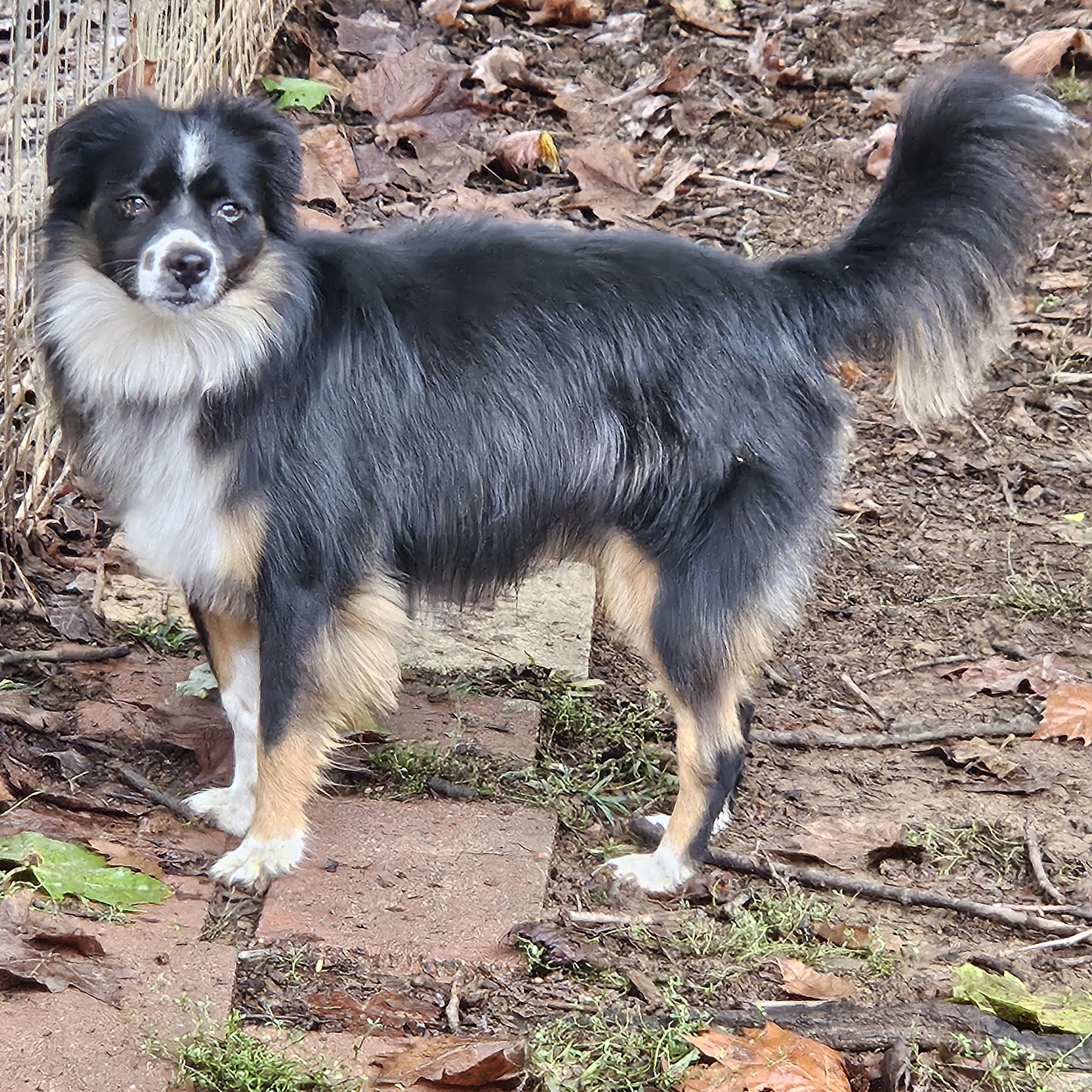 Benji, ADOPTABLE, Adult Male Shetland Sheepdog / Sheltie & Australian Shepherd.