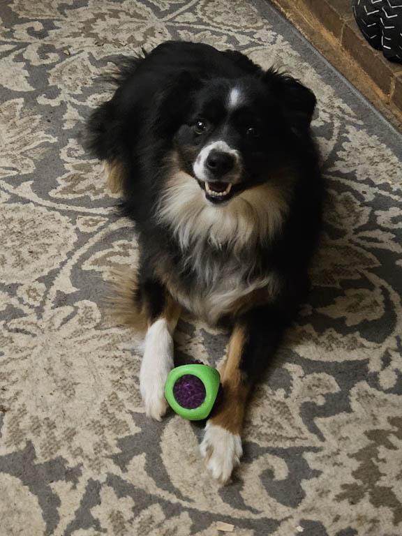 Benji, ADOPTABLE, Adult Male Shetland Sheepdog / Sheltie & Australian Shepherd.