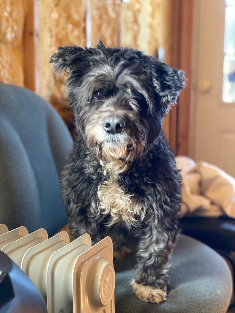 Max, Adoptable, Adult Male Labrador Retriever & Poodle.