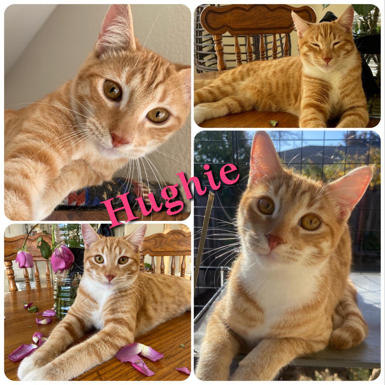 Hughie