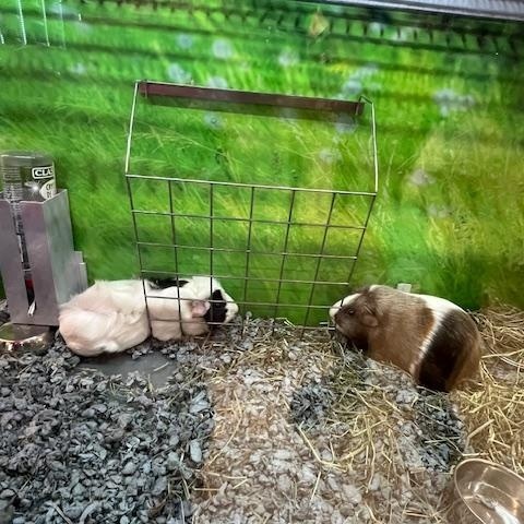 Strawberry and Cupcake