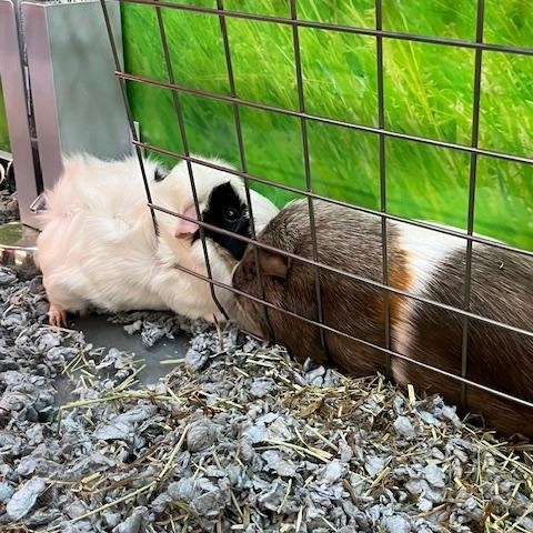 Strawberry and Cupcake, Adoptable, Adult Female Guinea Pig.