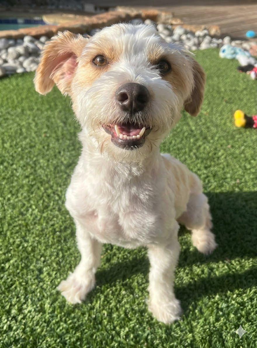 ARLO, adopted, Young Male Jack Russell Terrier & Poodle (Toy).
