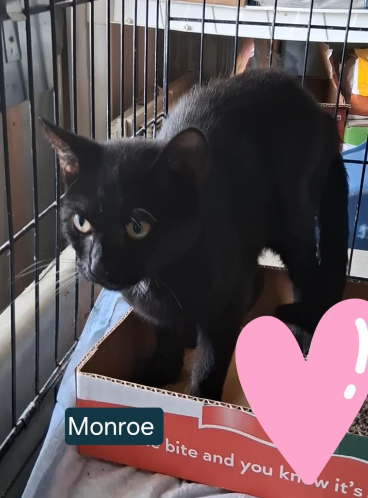 Enlarge Monroe purple, a Adoptable mixed breed in Olney, IL image 1/1