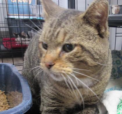 Enlarge Riner, a Adoptable mixed breed in West Memphis, AR image 1/2