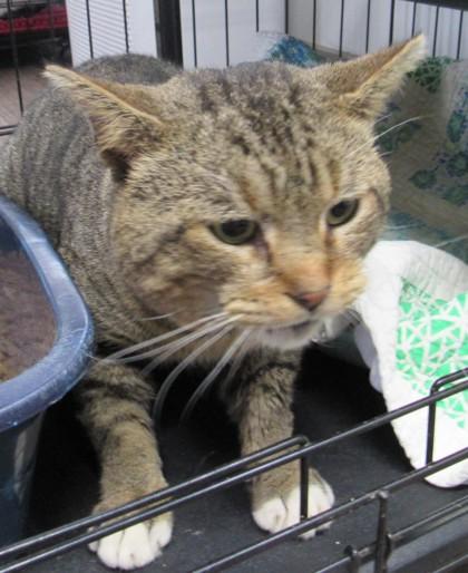 Enlarge Riner, a Adoptable mixed breed in West Memphis, AR image 2/2