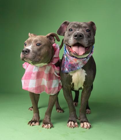 Snowcap — thumbnail 2