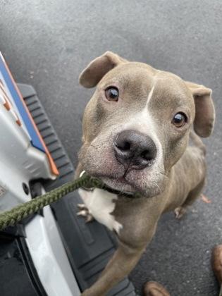 Snowcap — thumbnail 3