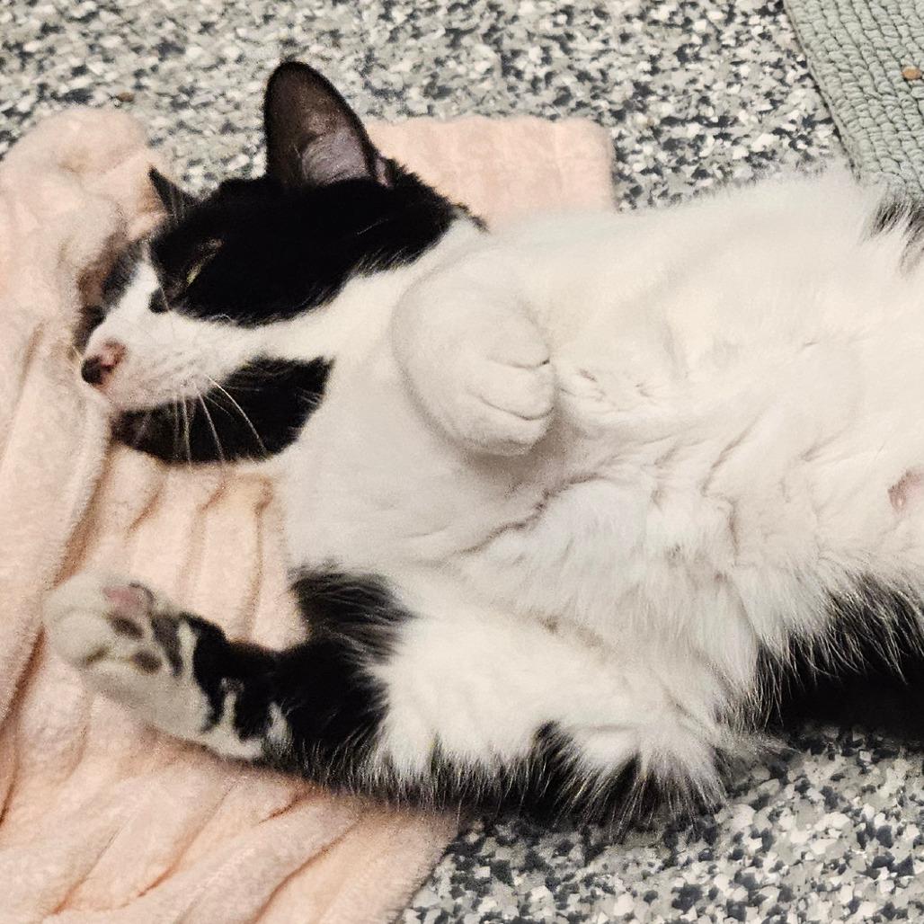 Jasper, Adoptable, Senior Male Domestic Short Hair.