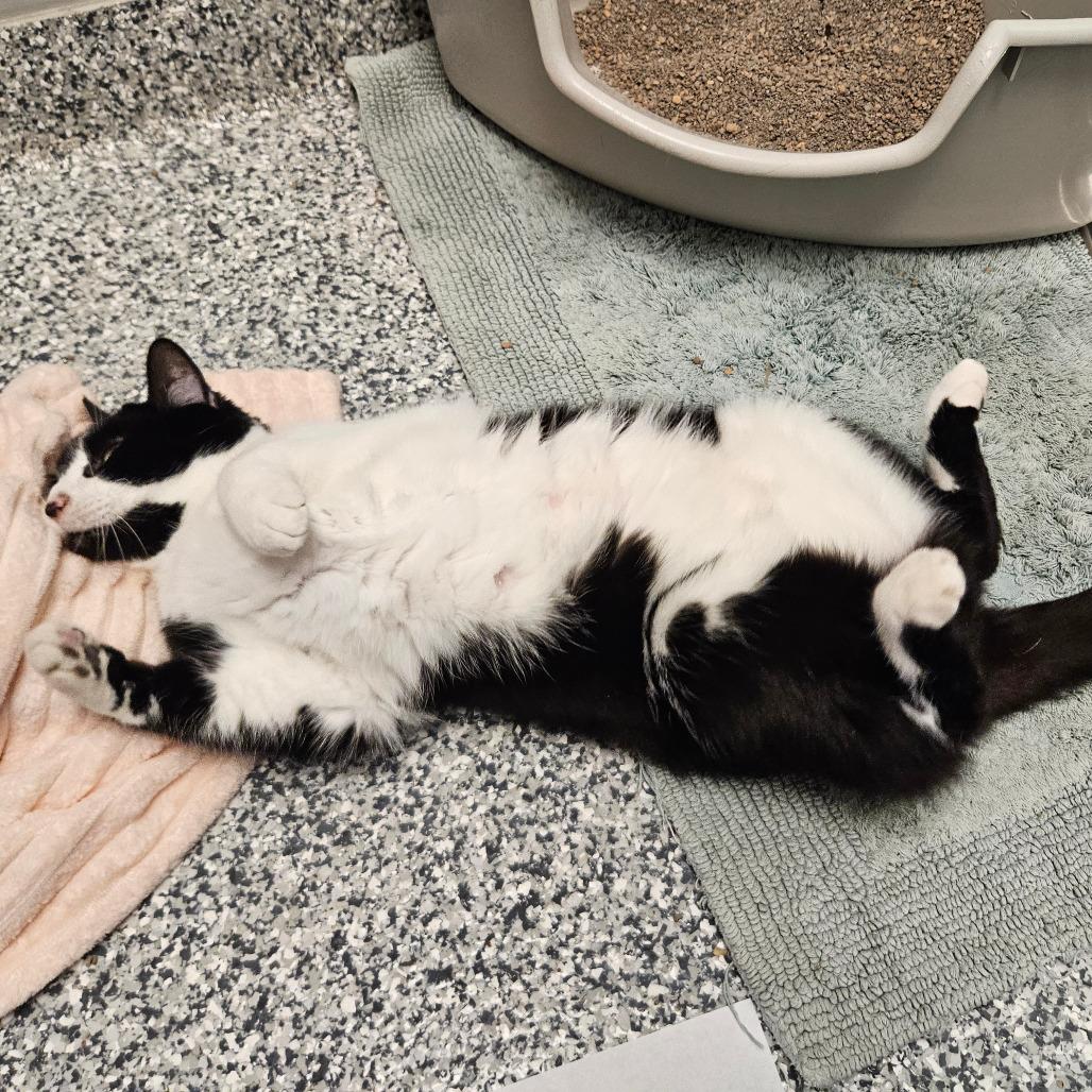 Enlarge Jasper, a Adoptable mixed breed in Brookfield, WI image 2/6