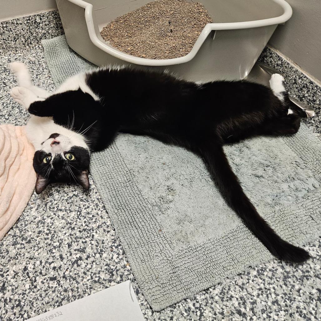 Enlarge Jasper, a Adoptable mixed breed in Brookfield, WI image 3/6