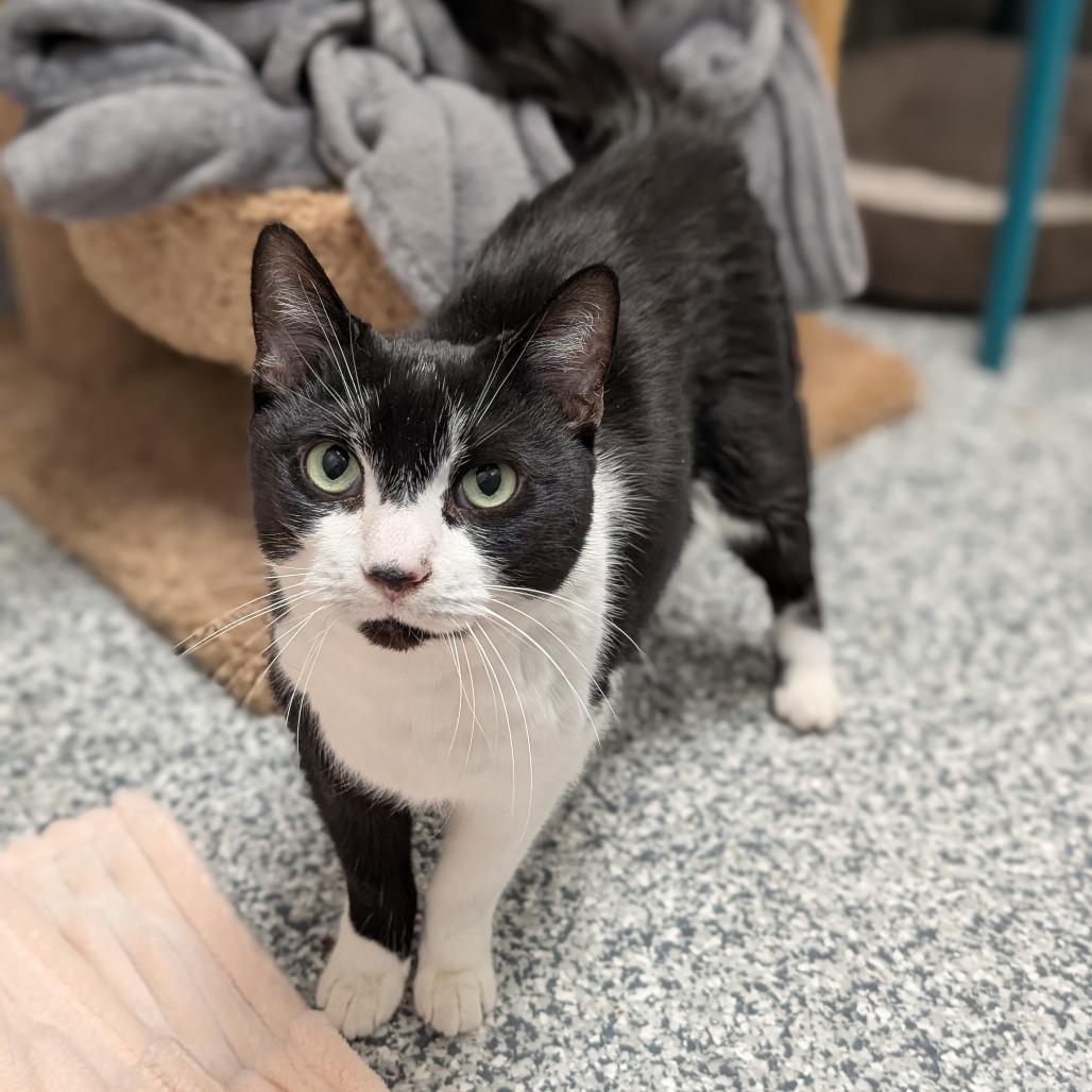 Enlarge Jasper, a Adoptable mixed breed in Brookfield, WI image 4/6