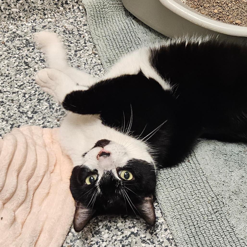 Enlarge Jasper, a Adoptable mixed breed in Brookfield, WI image 5/6