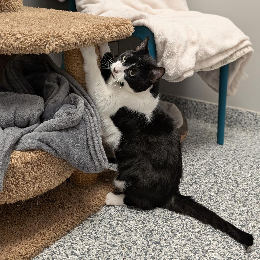 Enlarge Jasper, a Adoptable mixed breed in Brookfield, WI image 6/6