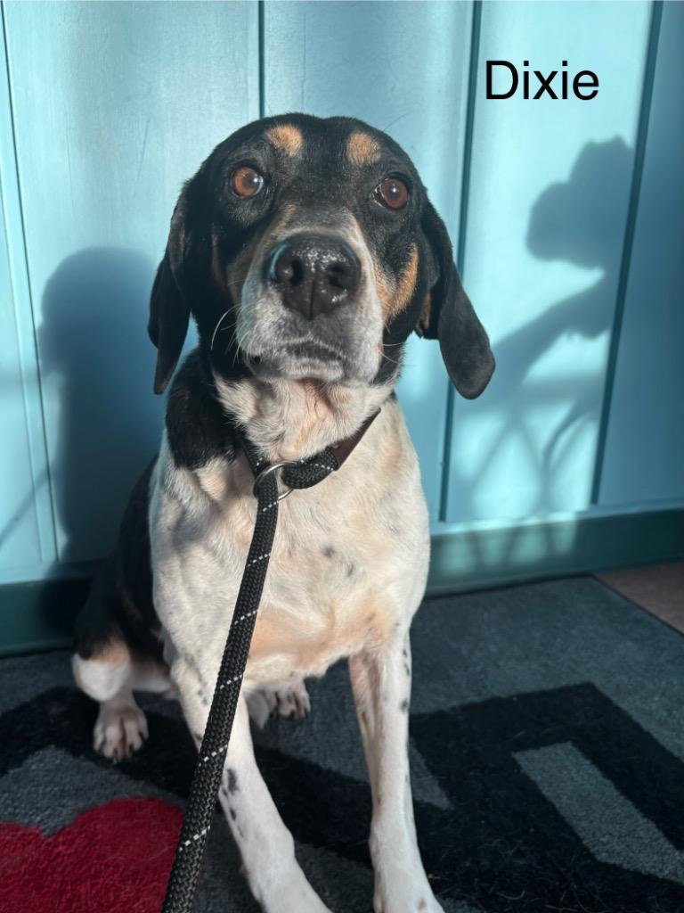 B11 Dixie, Adoptable, Adult Female Beagle & Hound.