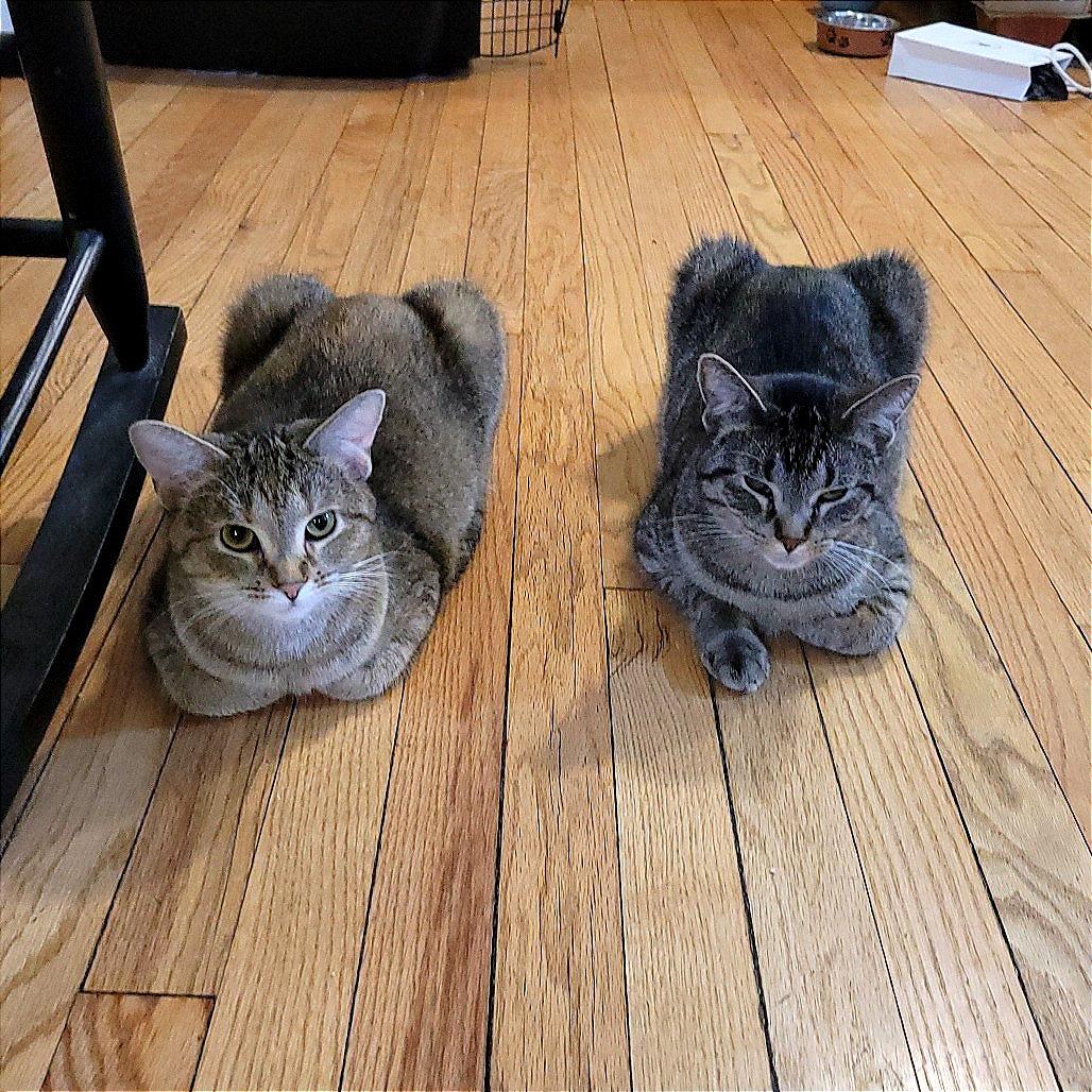 Avi & Parsnip - We're a Bonded Pair!, a Adoptable Domestic Short Hair in Chicago, IL image 3/6