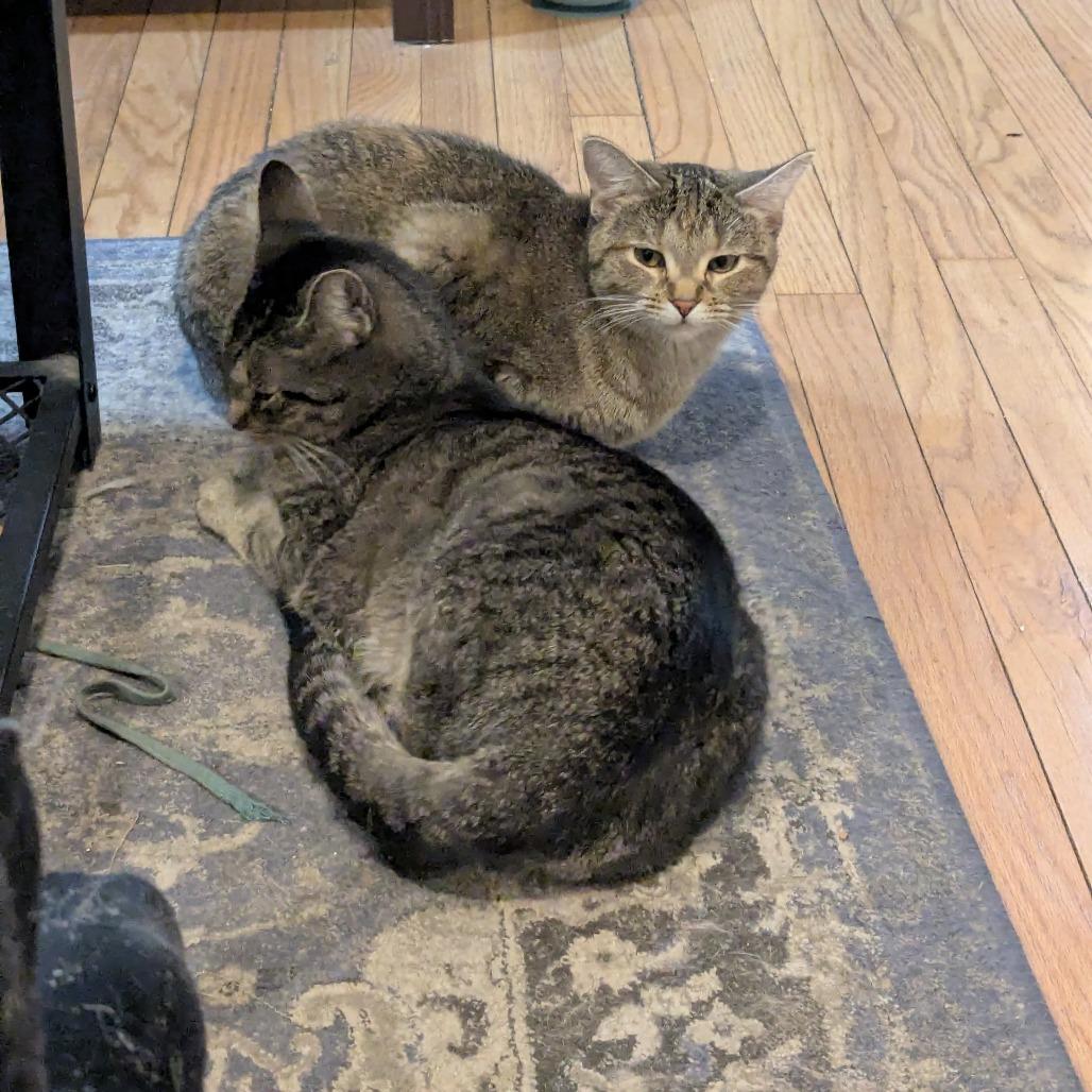 Avi & Parsnip - We're a Bonded Pair!, a Adoptable Domestic Short Hair in Chicago, IL image 4/6