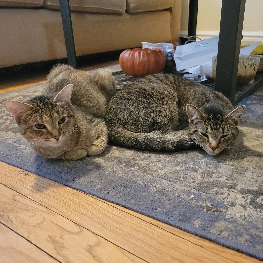 Avi & Parsnip - We're a Bonded Pair!, a Adoptable Domestic Short Hair in Chicago, IL image 5/6