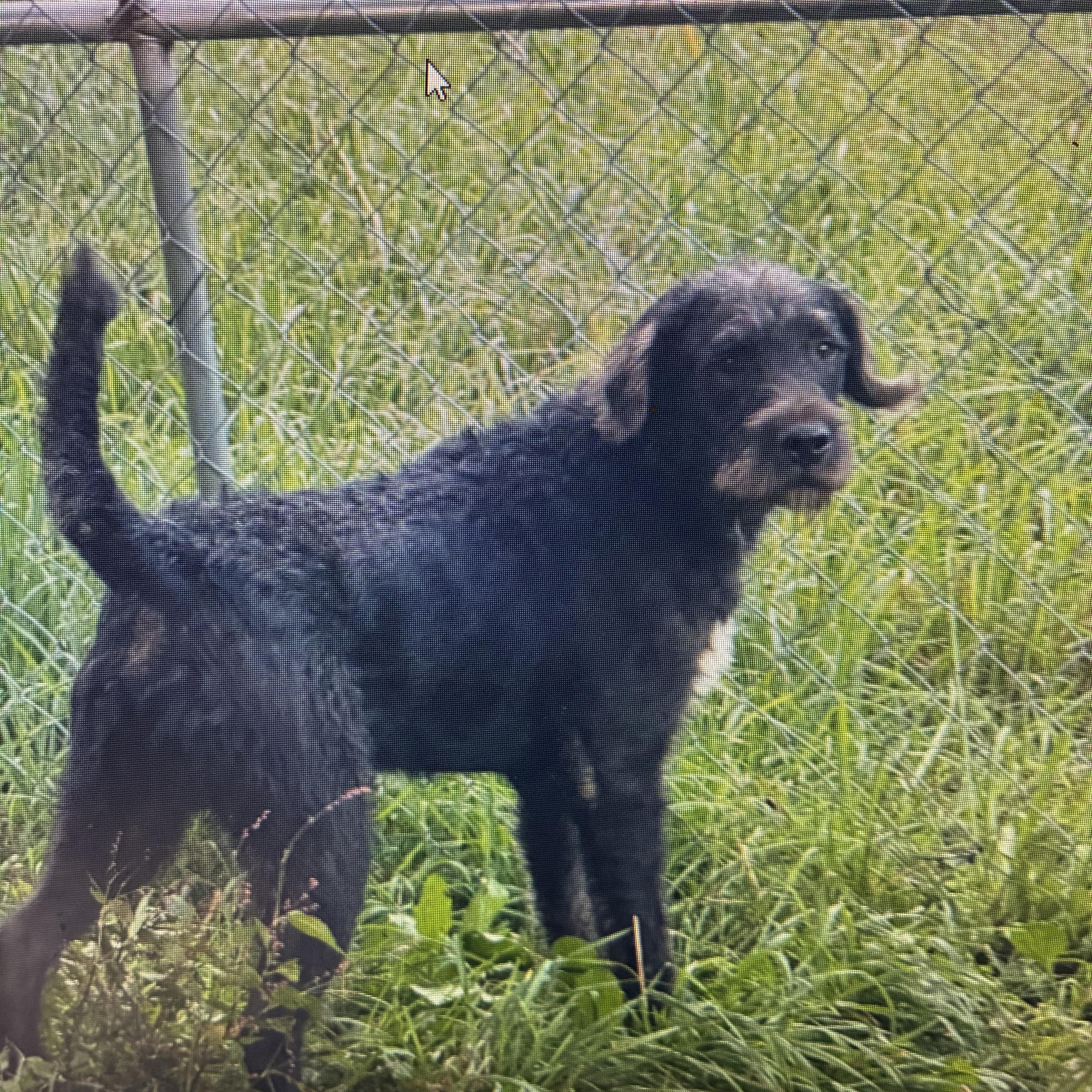 Enlarge Zane, a Adoptable mixed breed in Indiana, PA image 1/1