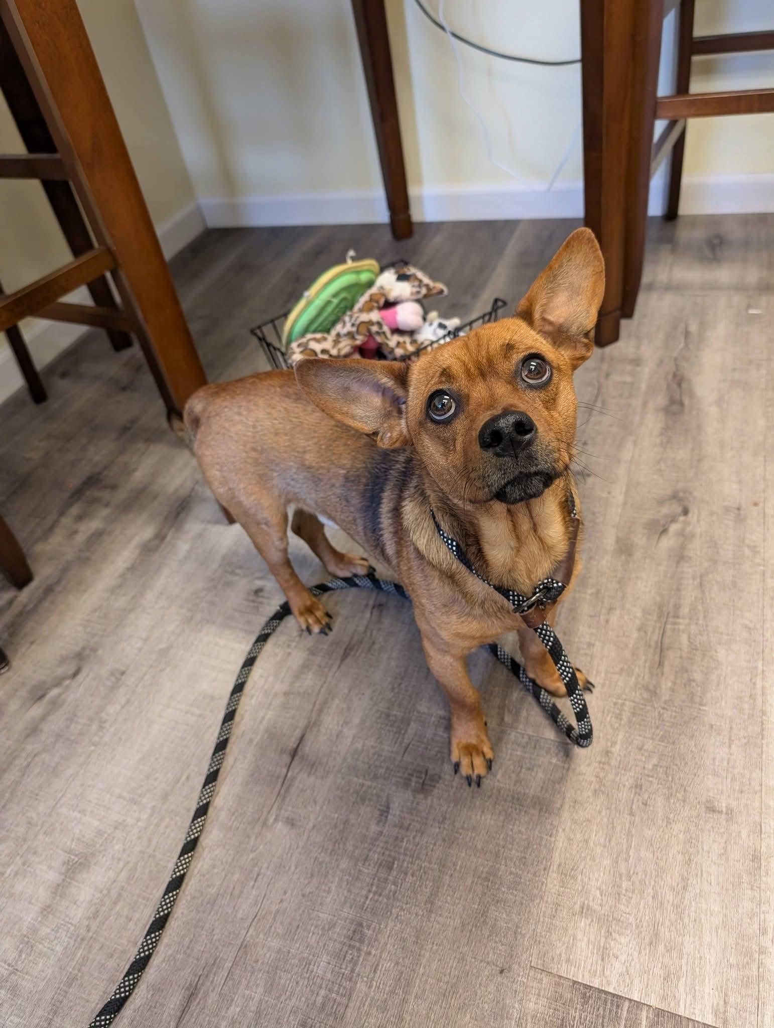 Enlarge SPARTICUS   $425, a Adopted mixed breed in Milwaukee, WI image 5/6