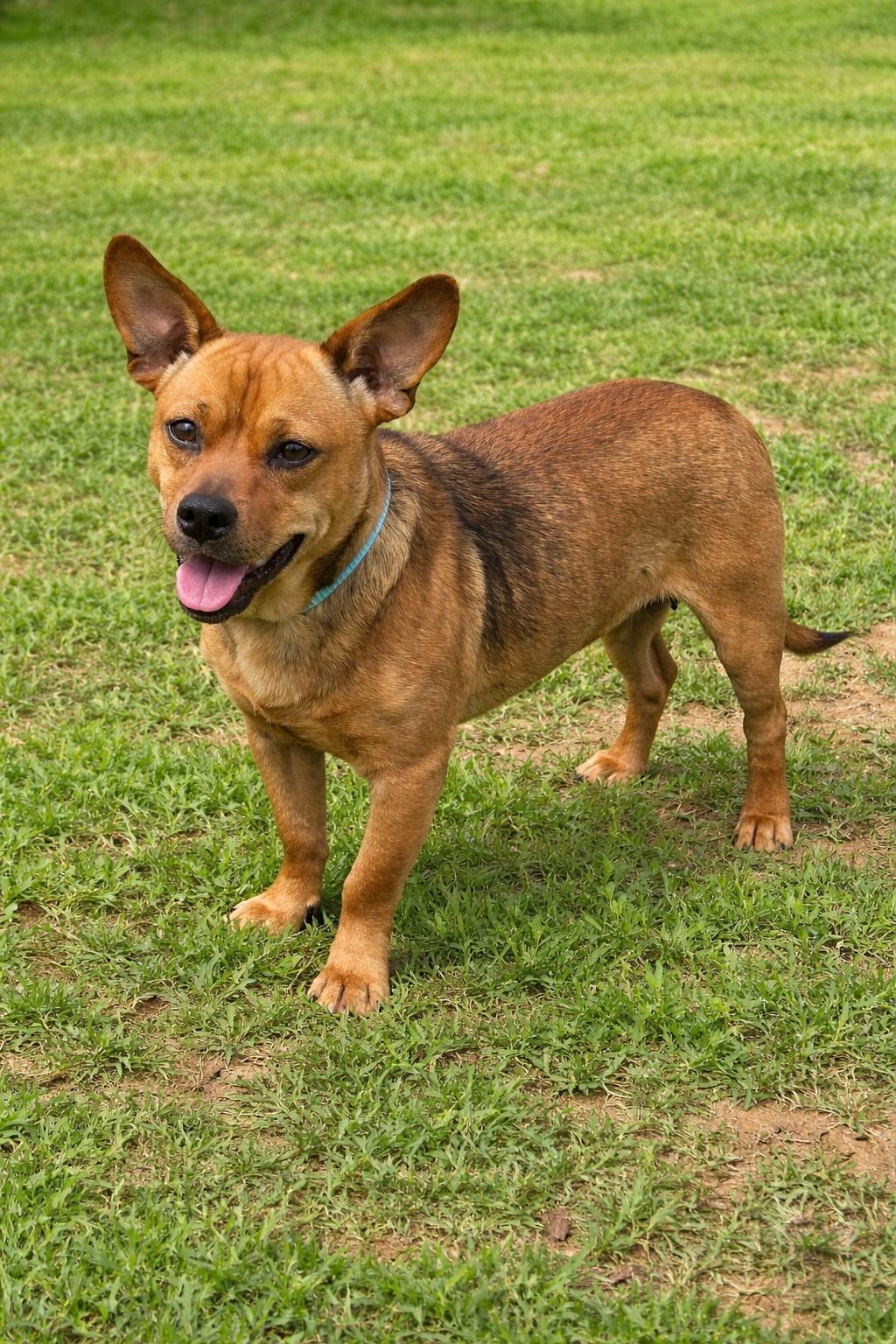 Enlarge SPARTICUS   $425, a Adopted mixed breed in Milwaukee, WI image 3/6