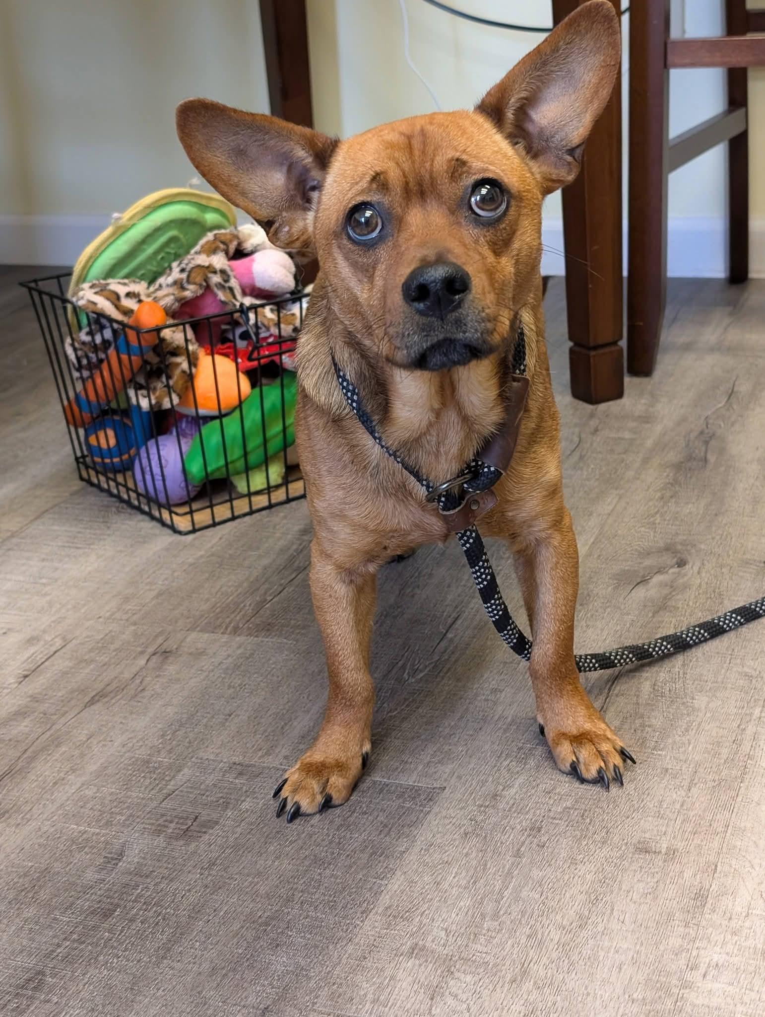 Enlarge SPARTICUS   $425, a Adopted mixed breed in Milwaukee, WI image 6/6
