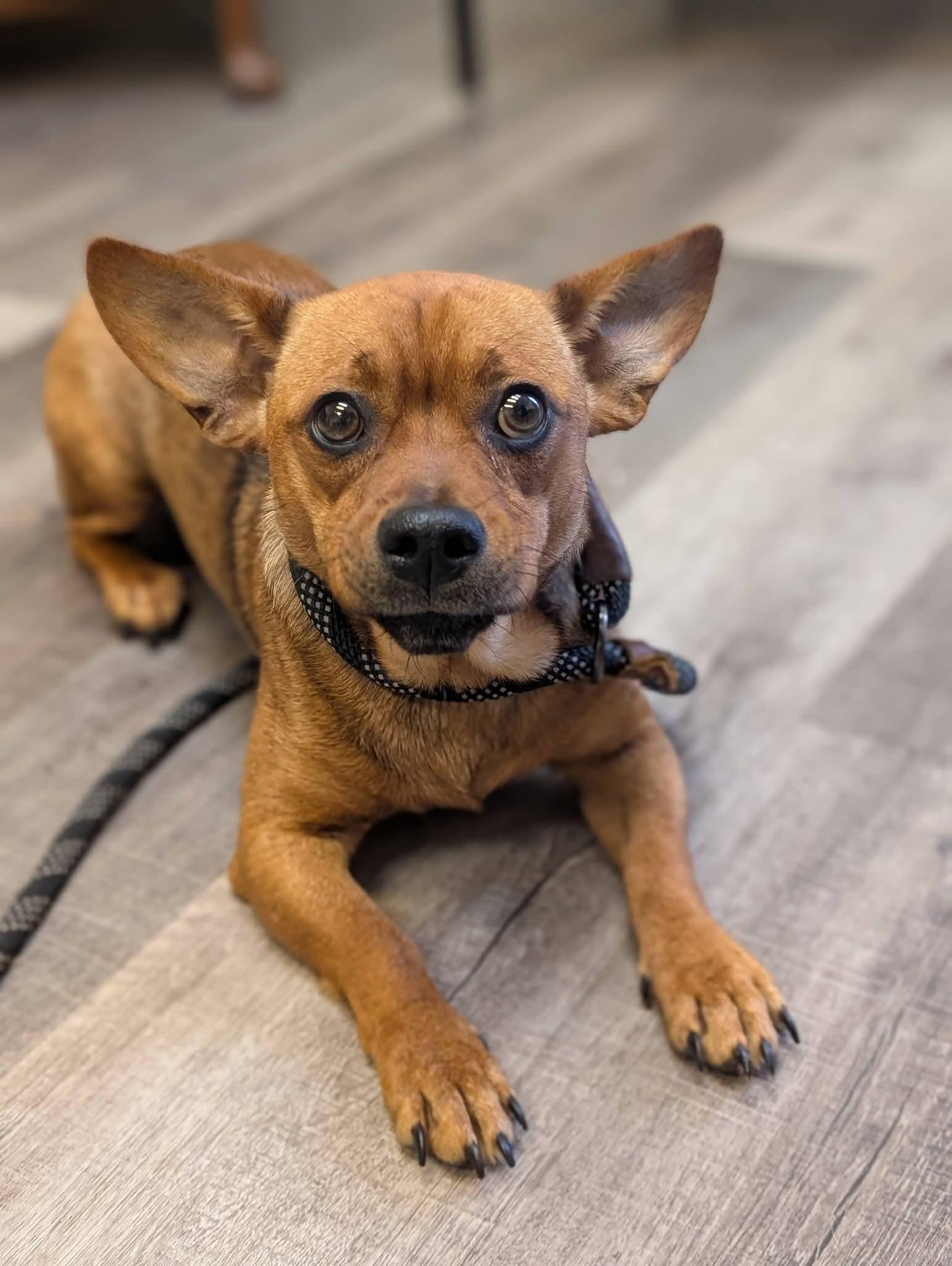 Enlarge SPARTICUS   $425, a Adopted mixed breed in Milwaukee, WI image 4/6