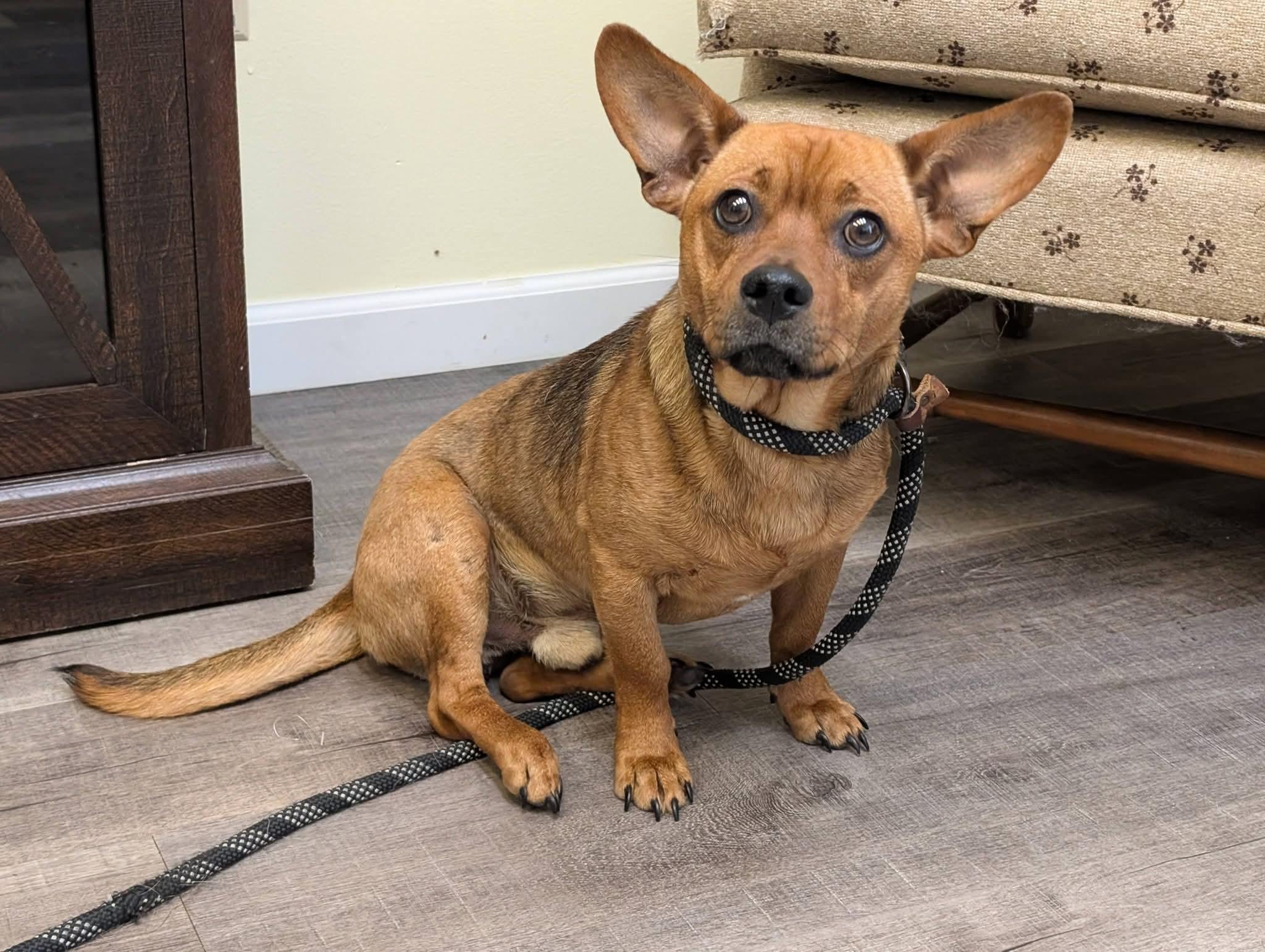 Enlarge SPARTICUS   $425, a Adopted mixed breed in Milwaukee, WI image 1/6