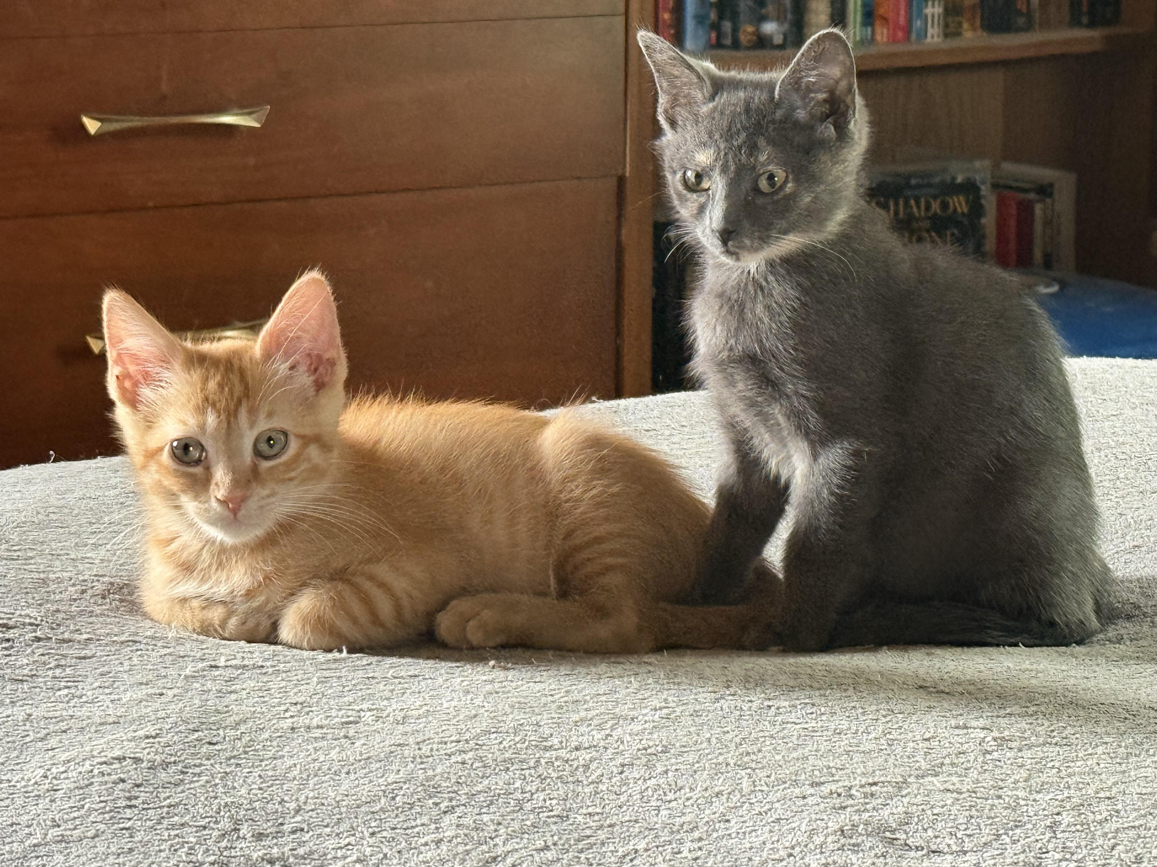 Sam, an adopted Domestic Short Hair in Export, PA image 4/5