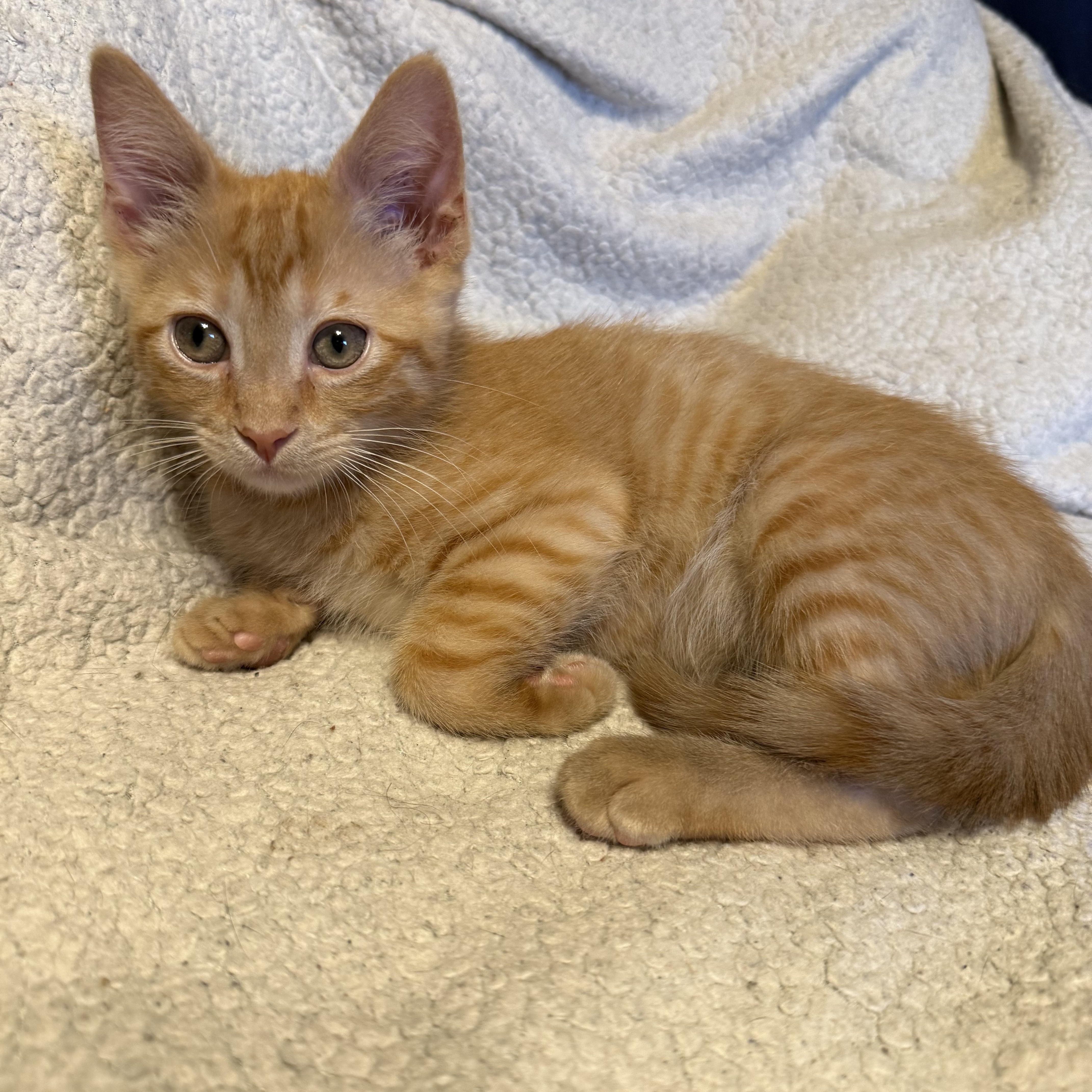 Sam, an adopted Domestic Short Hair in Export, PA image 3/5