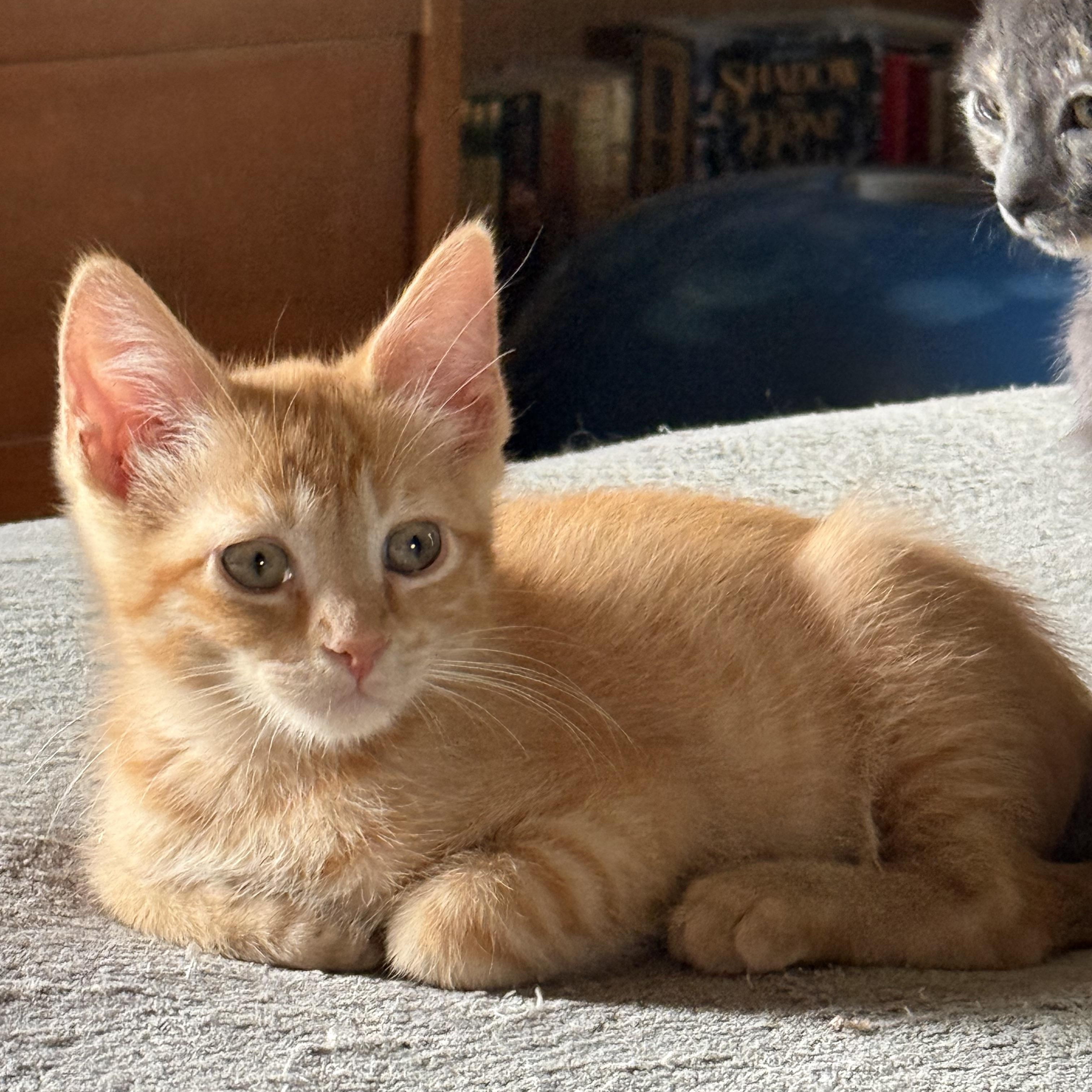 Sam, adopted, Kitten Male Domestic Short Hair.