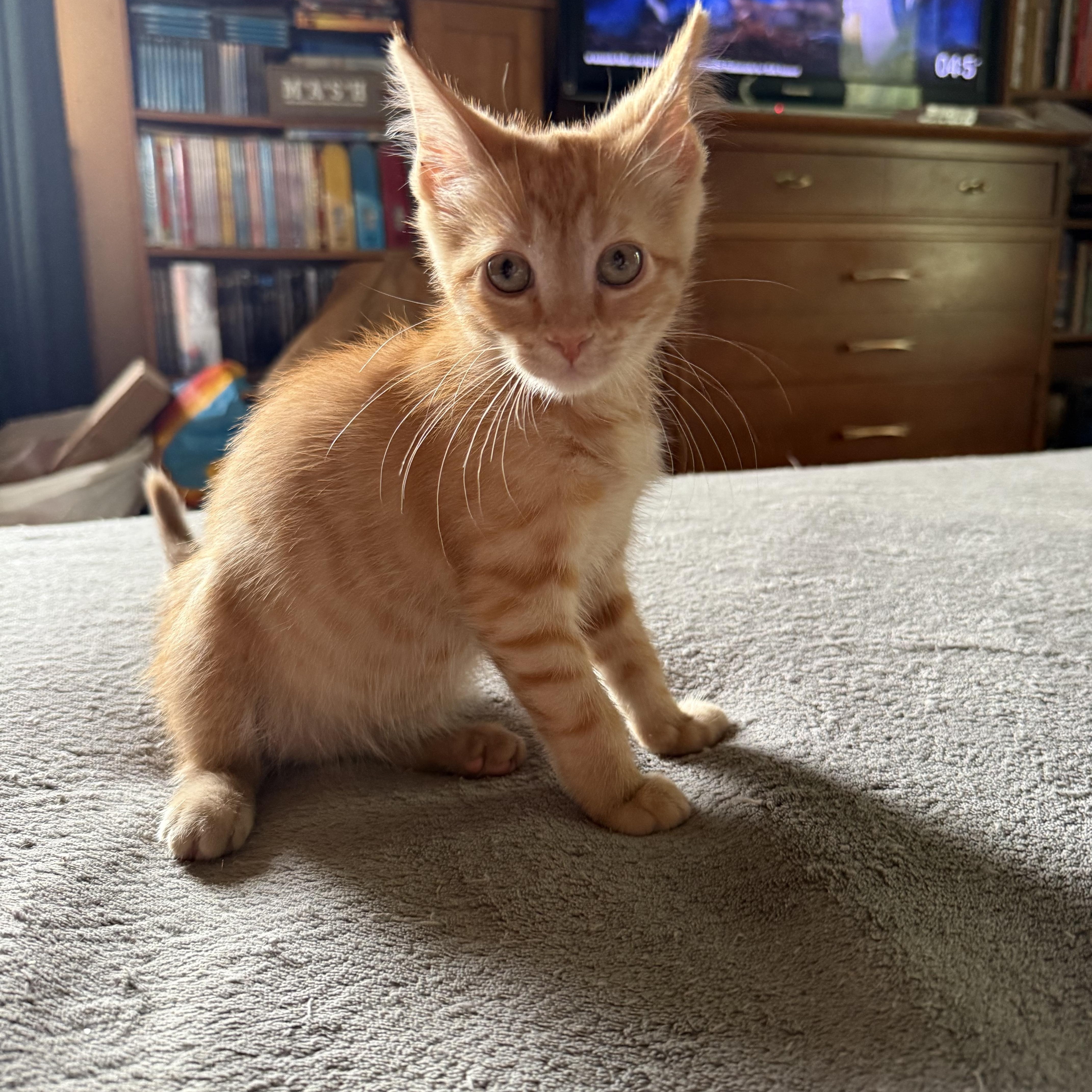 Sam, an adopted Domestic Short Hair in Export, PA image 2/5