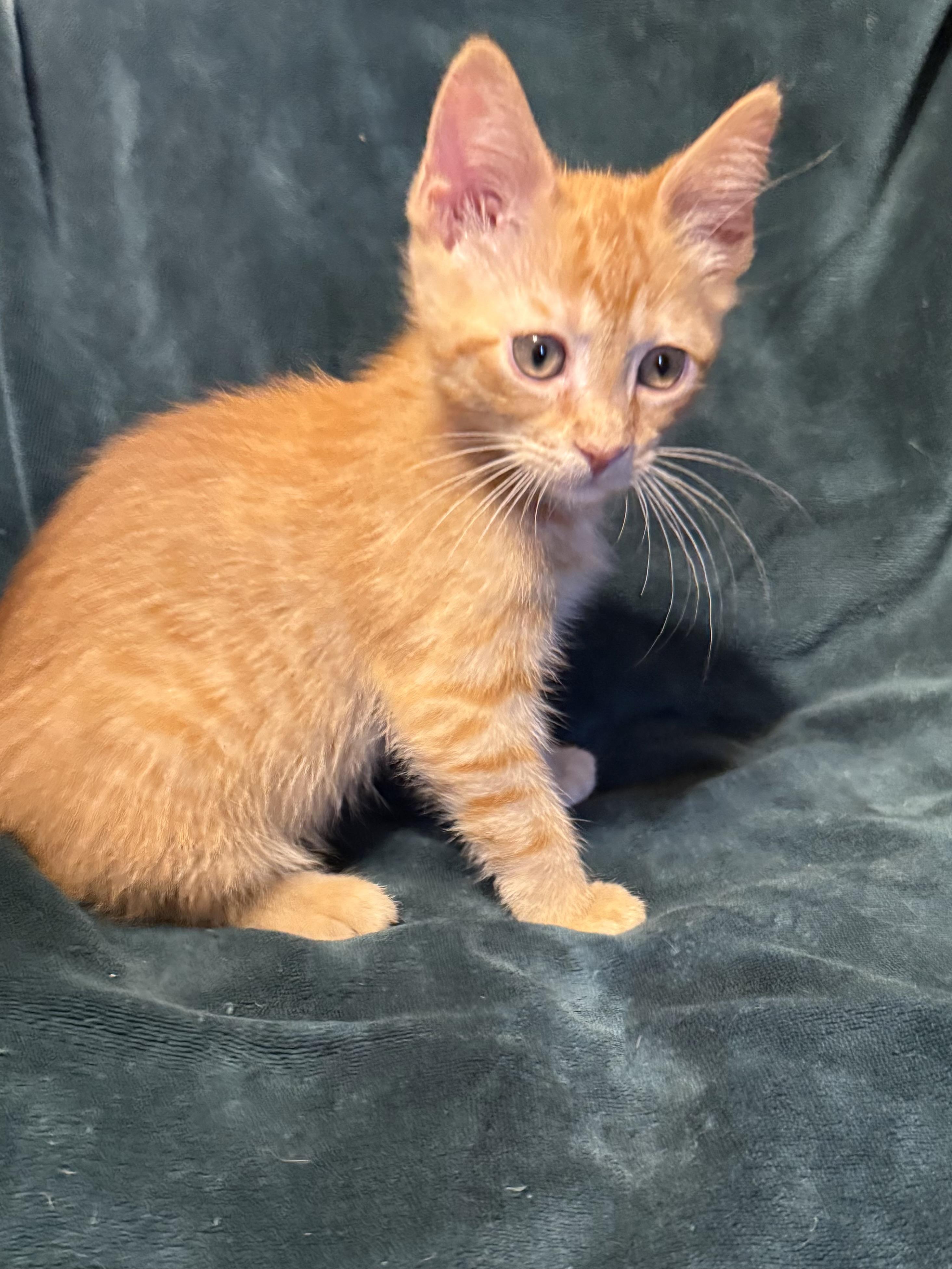 Sam, an adopted Domestic Short Hair in Export, PA image 5/5