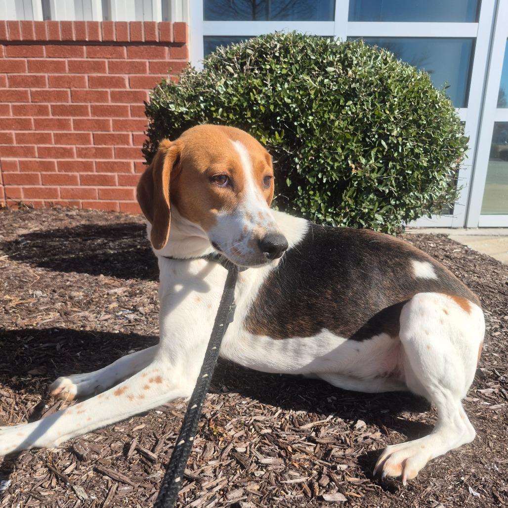 Pinto Bean, Adoptable, Adult Female Foxhound.