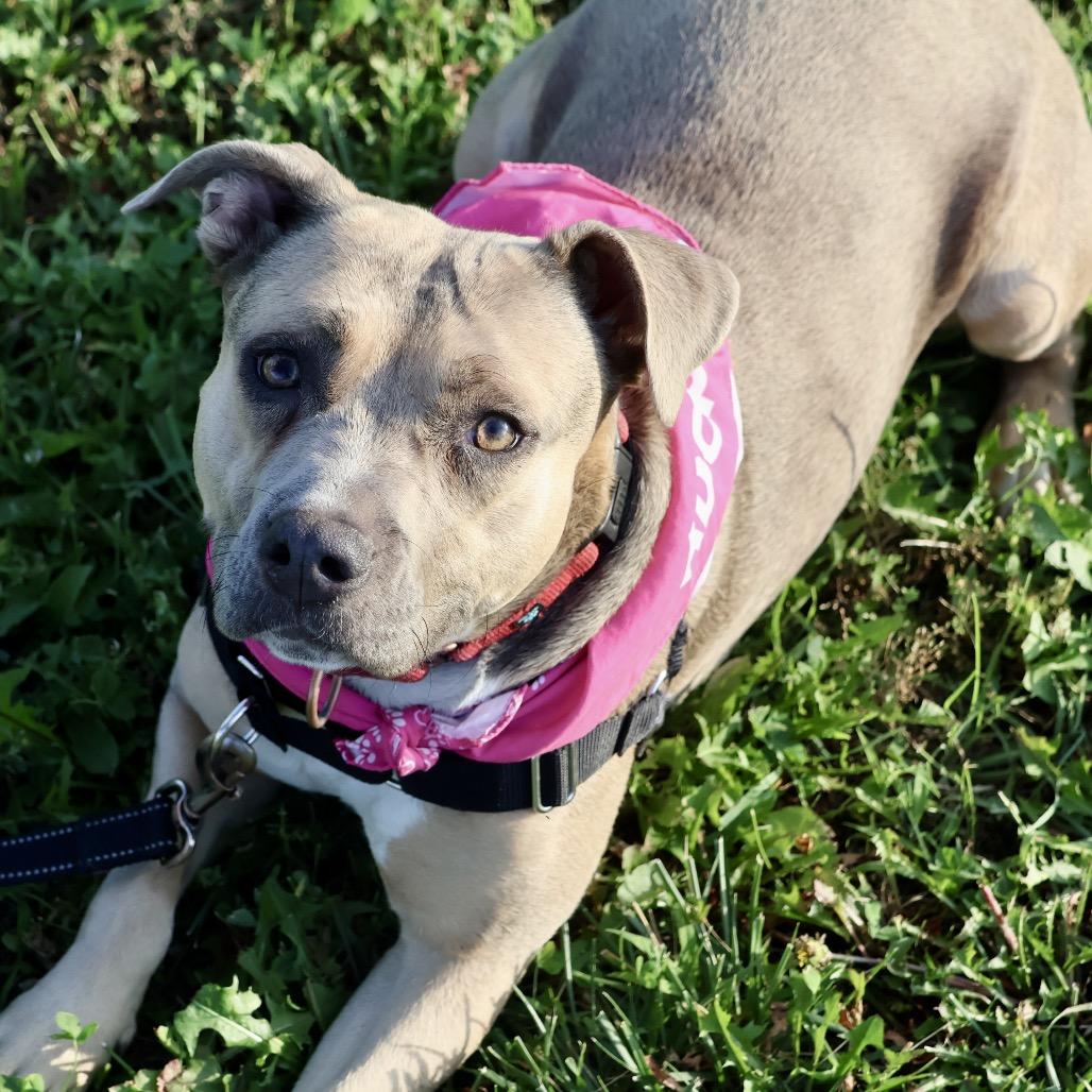 T.T. P4P, Adoptable, Adult Female Pit Bull Terrier.