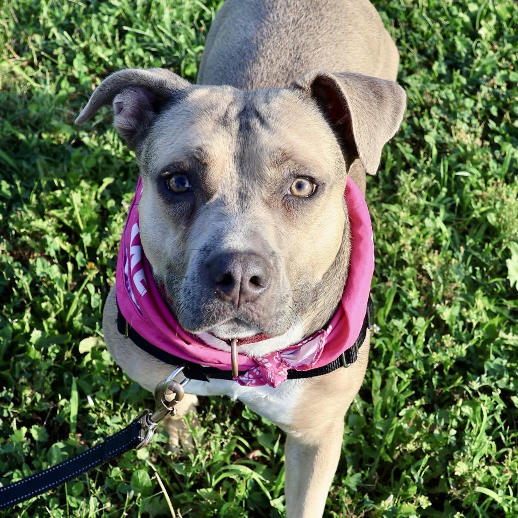 T.T. P4P, a Adoptable Pit Bull Terrier in St Joseph, MO image 2/4