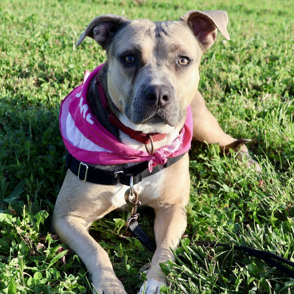 T.T. P4P, a Adoptable Pit Bull Terrier in St Joseph, MO image 3/4