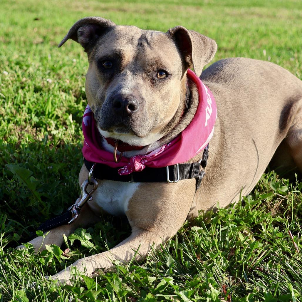 T.T. P4P, a Adoptable Pit Bull Terrier in St Joseph, MO image 4/4