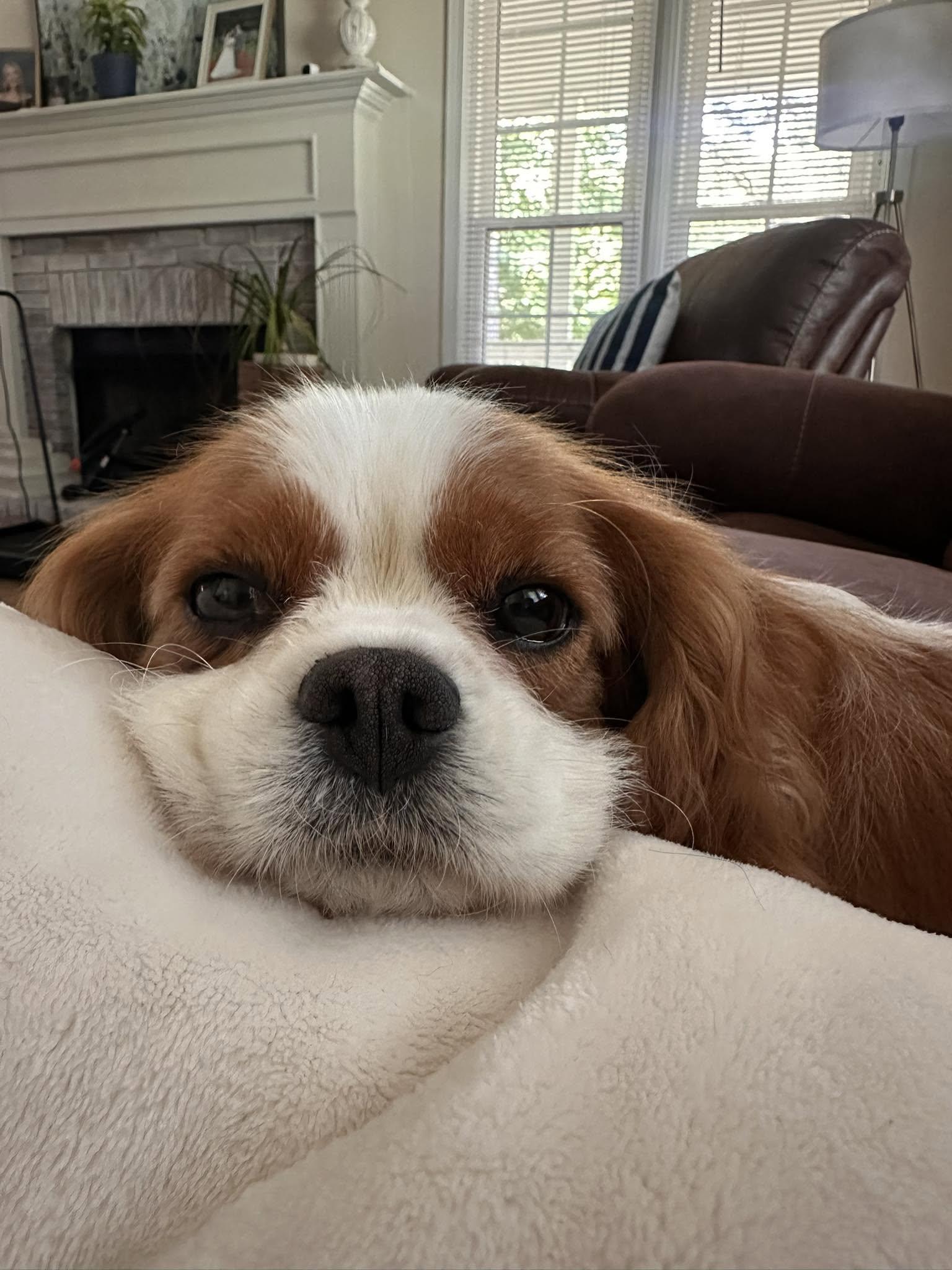 Enlarge Katana, a ADOPTABLE Cavalier King Charles Spaniel in Anniston, AL image 1/1