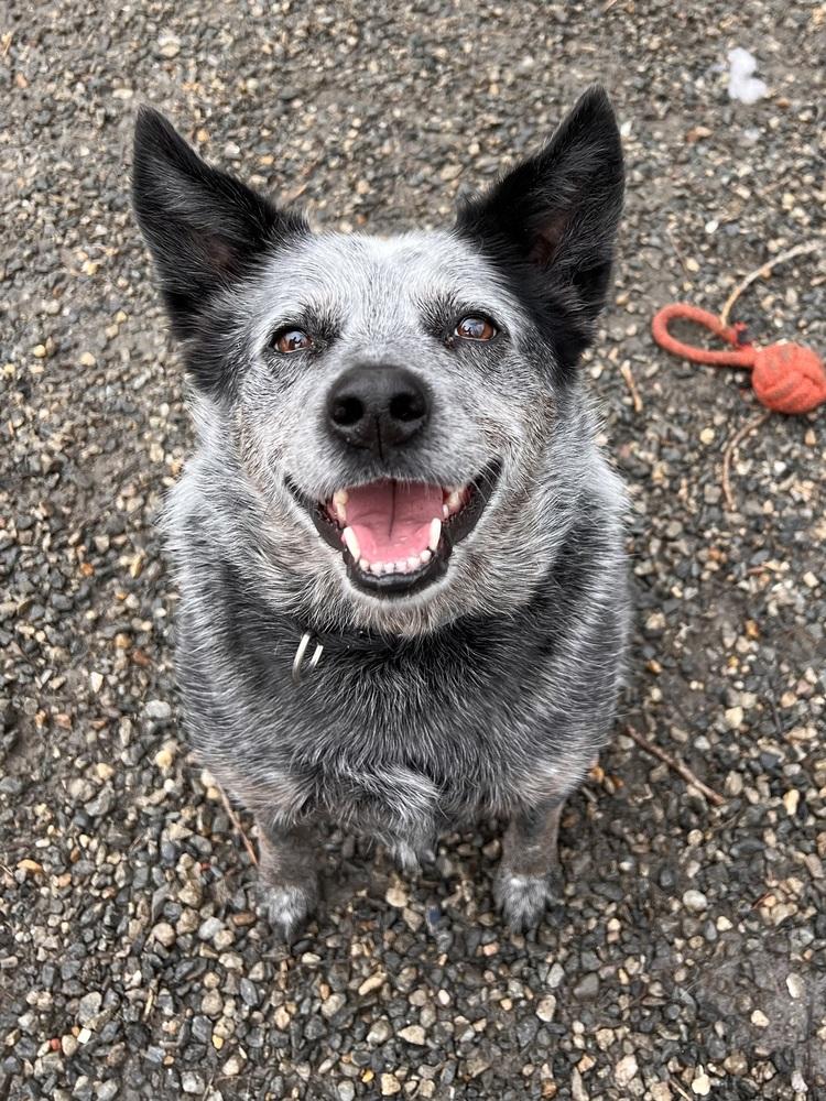 Bryce, Adoptable, Adult Female Australian Cattle Dog / Blue Heeler.