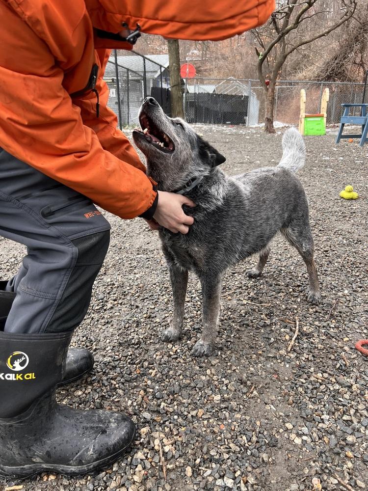 Enlarge Bryce, a Adoptable Australian Cattle Dog / Blue Heeler in Elmsford, NY image 2/6