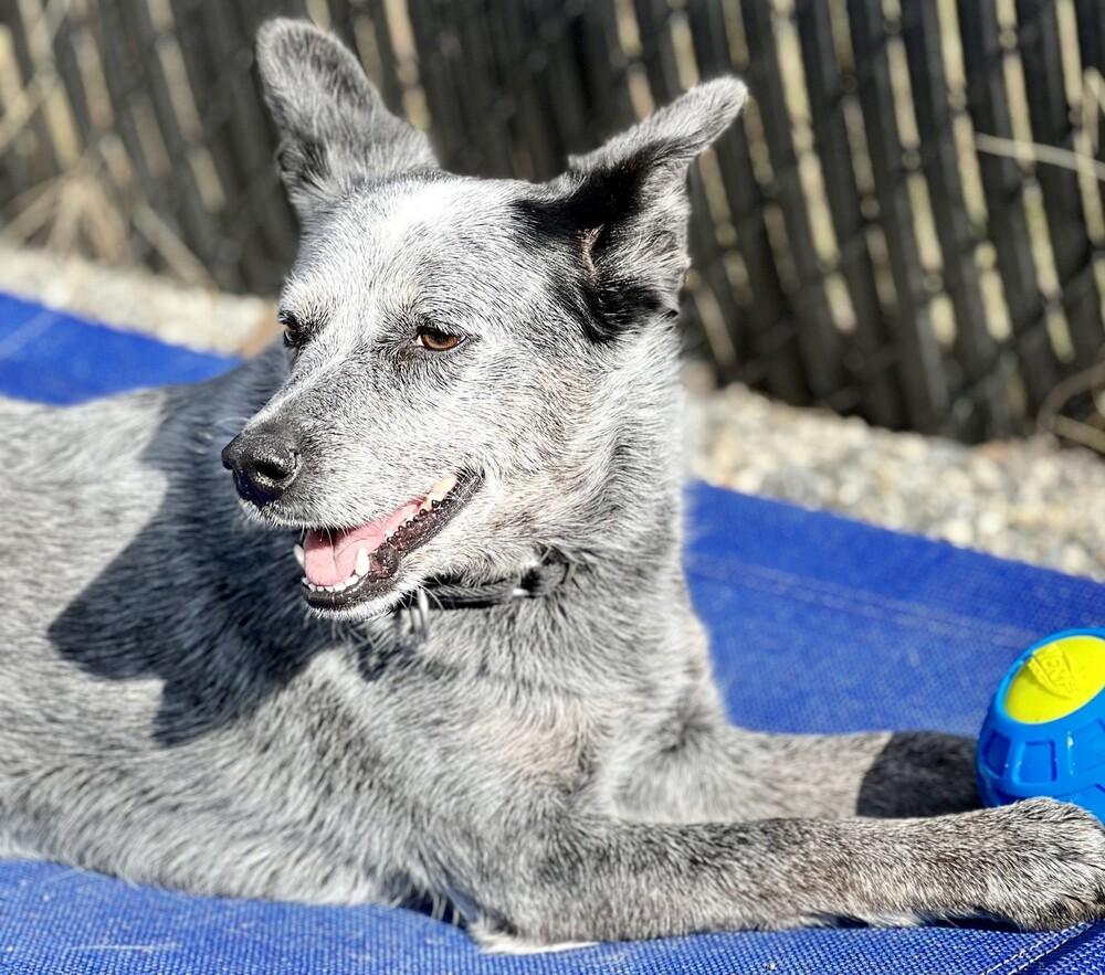 Enlarge Bryce, a Adoptable Australian Cattle Dog / Blue Heeler in Elmsford, NY image 3/6